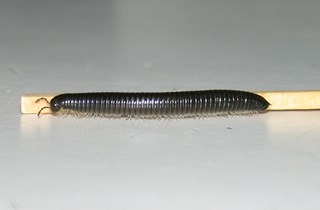 Portuguese millipede